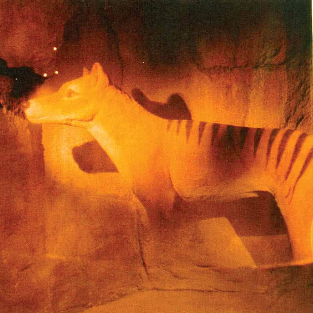 Gondwana Rainforest Sanctuary display thylacine exhibit