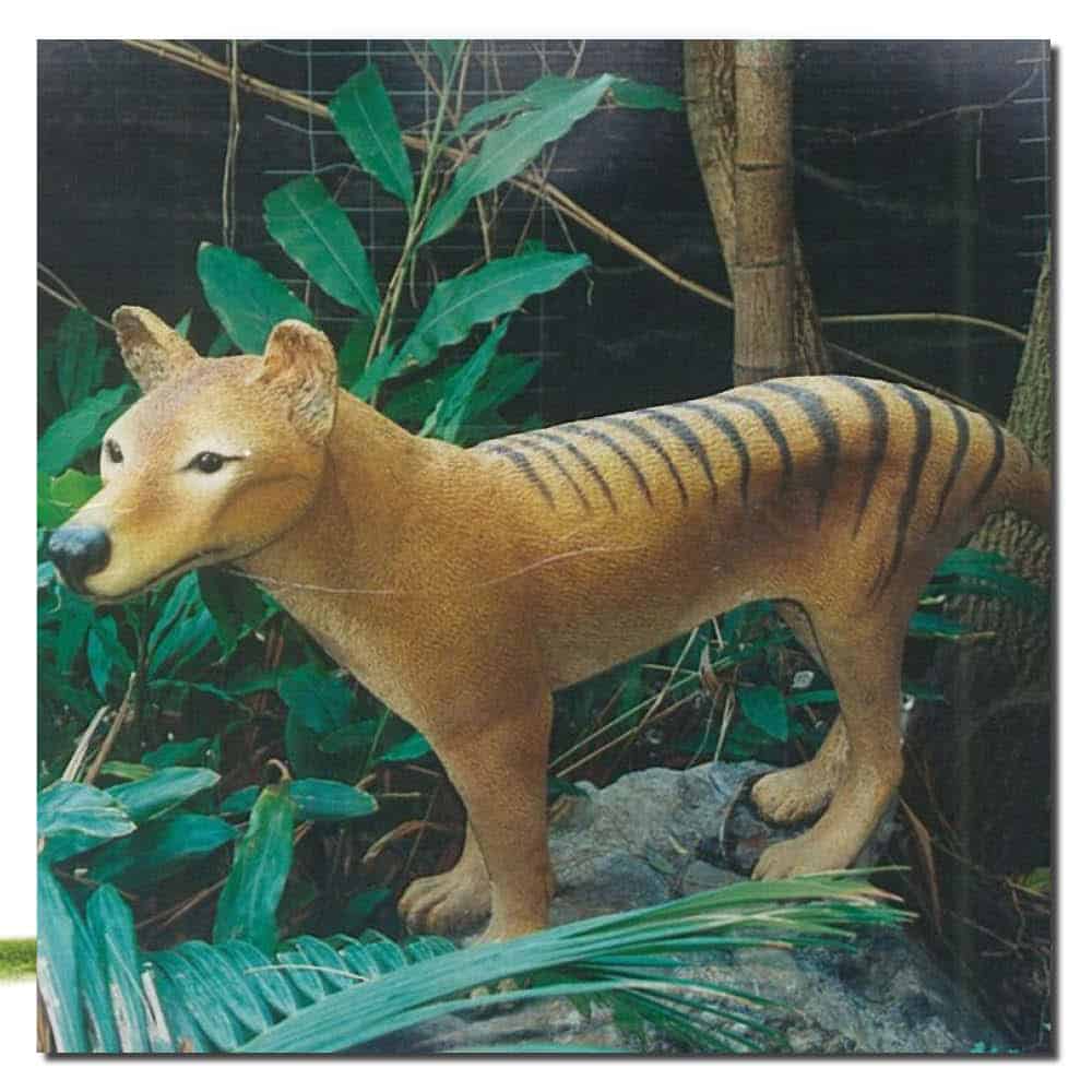 Natureworks Australia Thylacine TasmanianTigerinDisplay GondwanaRainforestSantuary