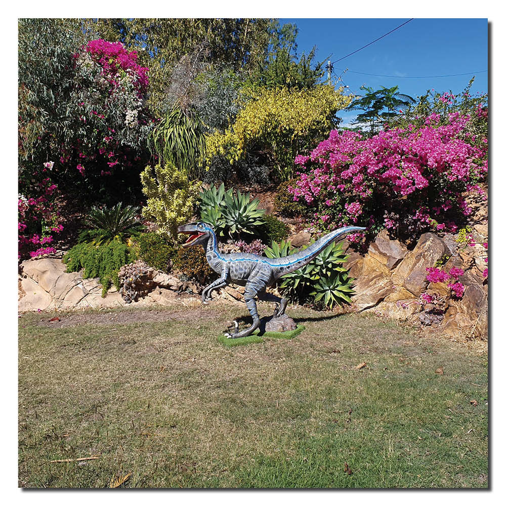 Natureworks Australia Velociraptor Blue Standing life sizestatue showingdinosaurincustomersgarden