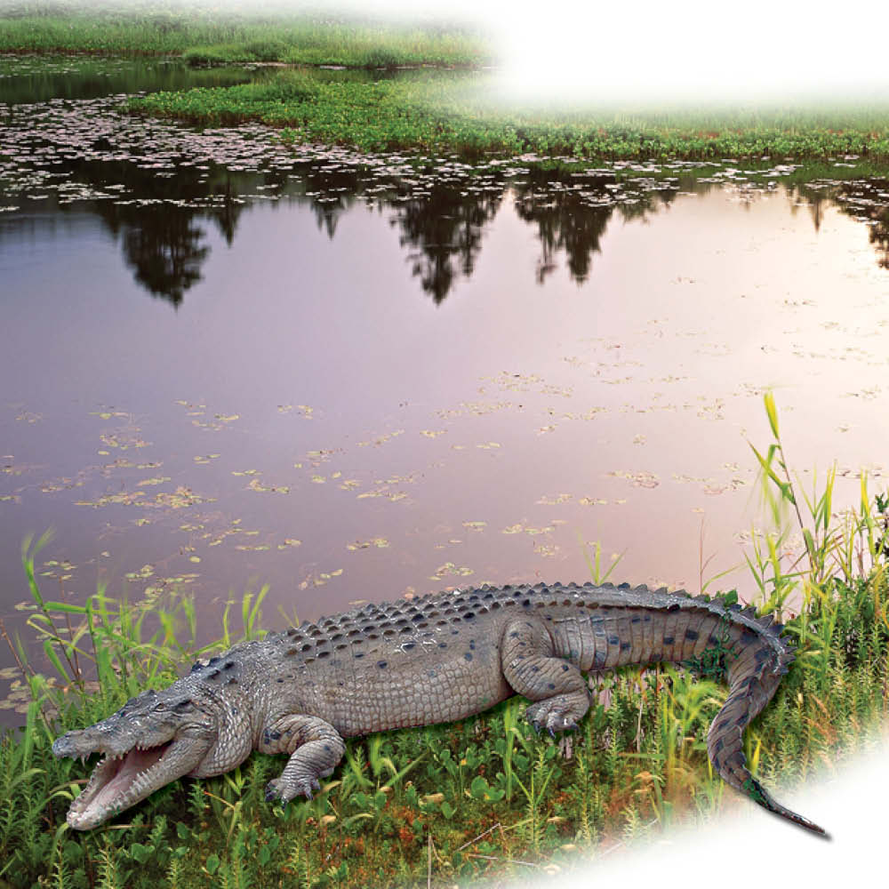 Natureworks Australia Crocodile ft Saltwater Mouth Open Side View V