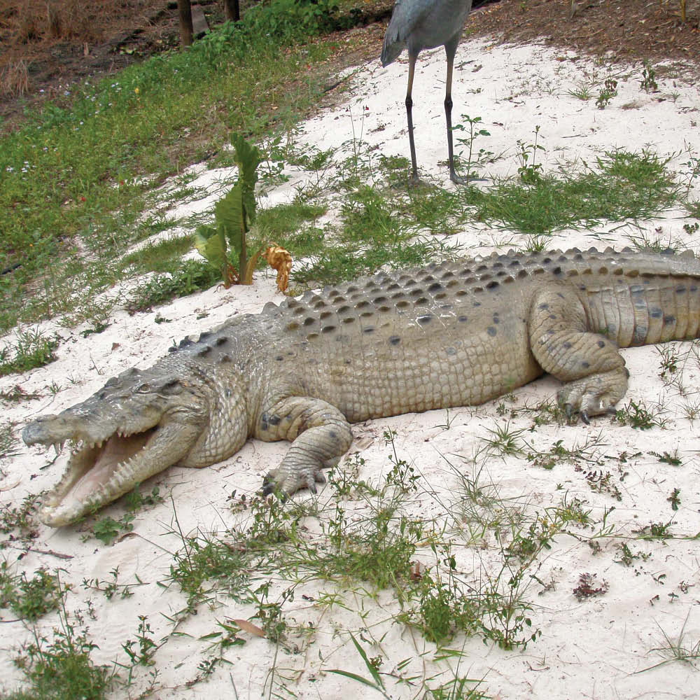 Natureworks Australia Crocodileft Mouthopen statue