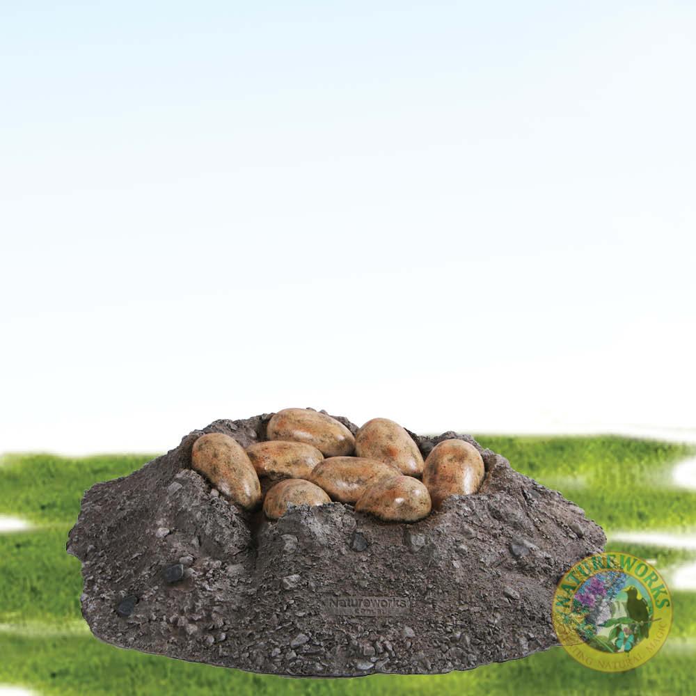 Nest with Sauropod eggs
