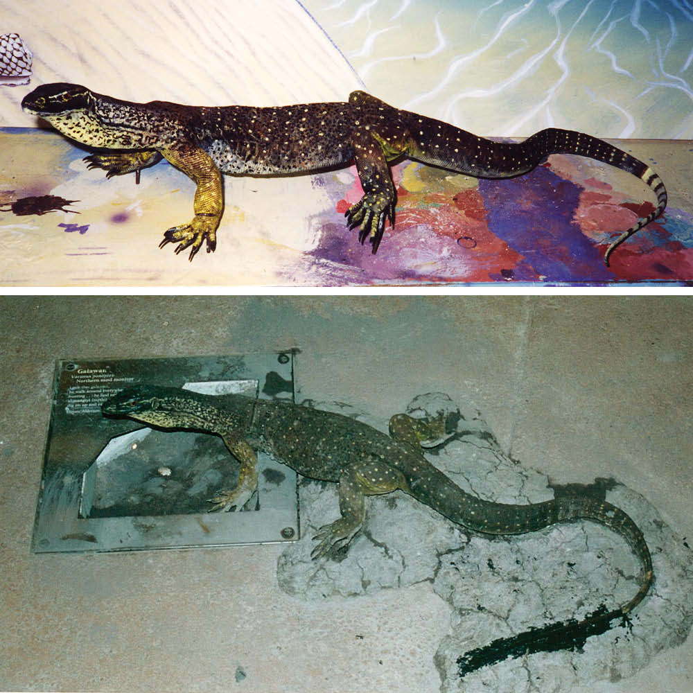 Natureworks Australia Goanna Gould'sSandGoanna Life sizereplica(Bungarra