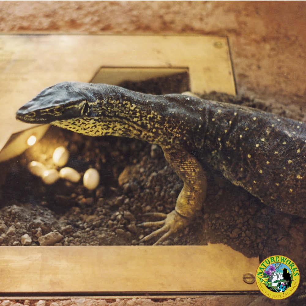 Goanna Gould'sSandGoanna Life sizereplica(Bungarra