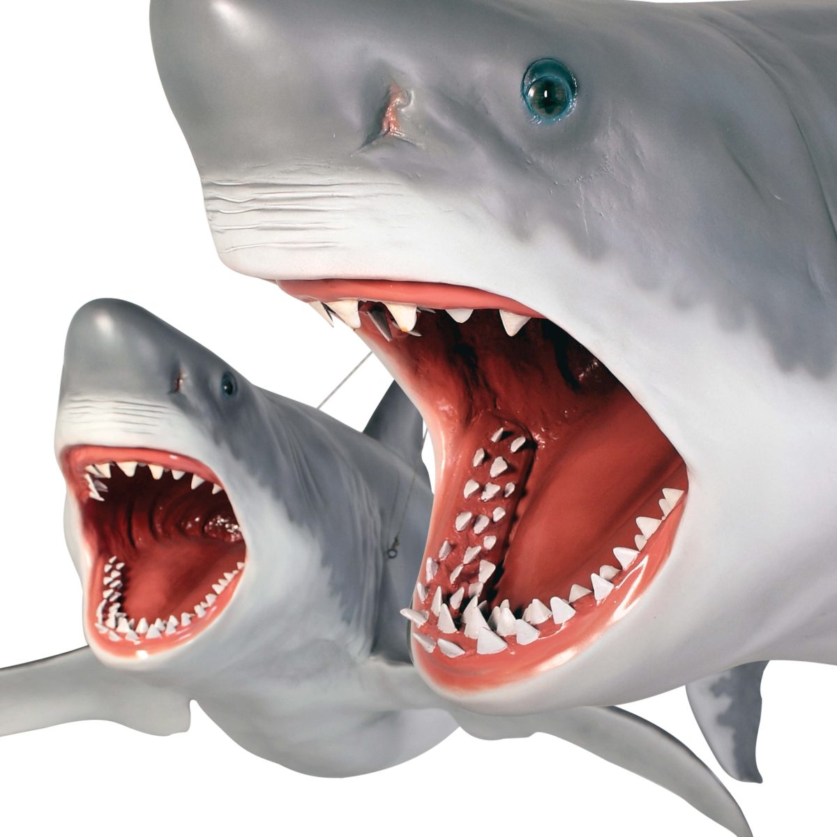 Natureworks Australia Great White shark 18ft - Hanging - Image 7