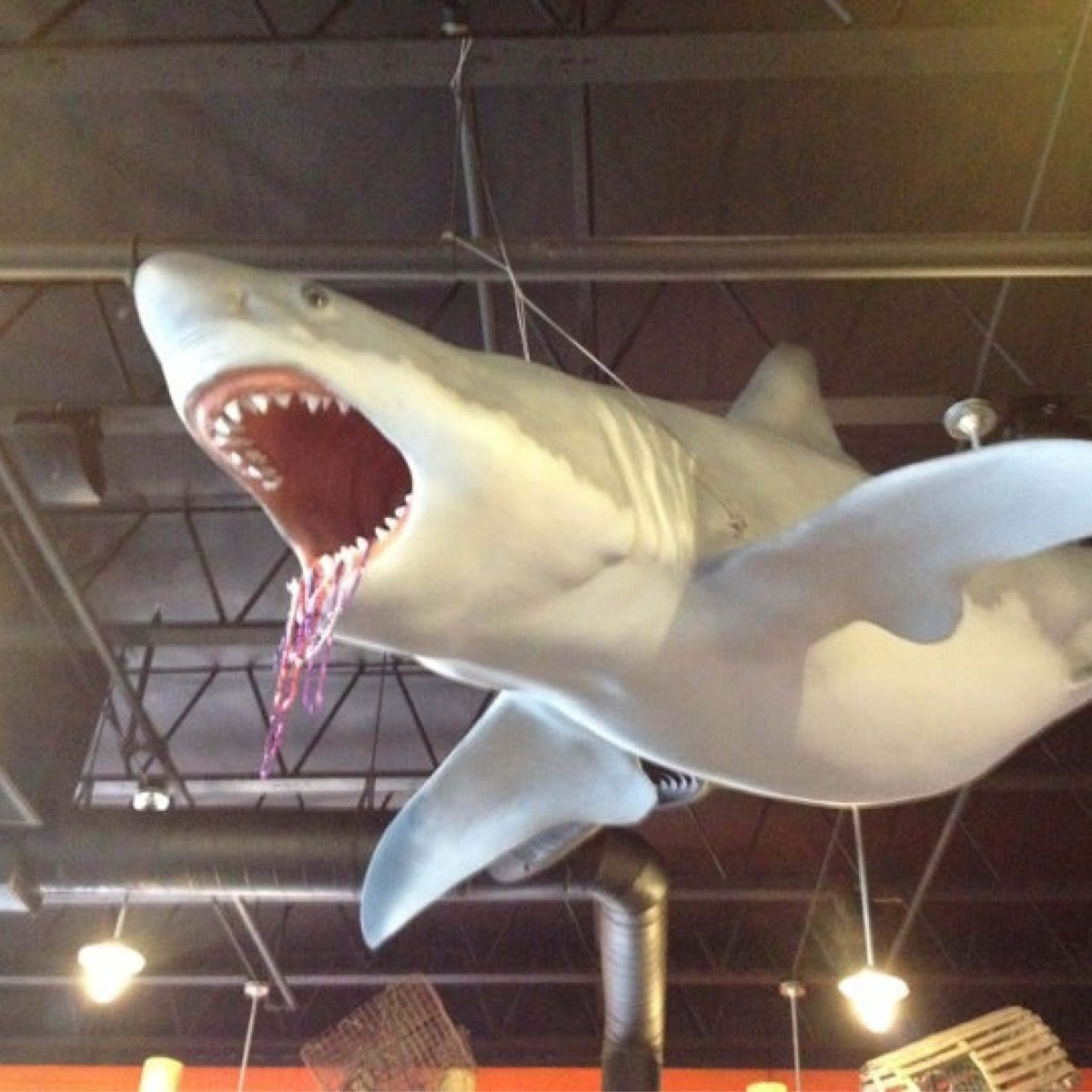 Natureworks Australia Great White shark 18ft - Hanging - Image 11