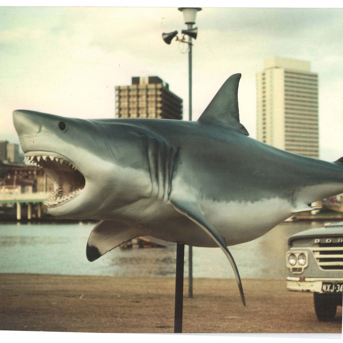 Natureworks Australia Great White shark 18ft - Hanging - Image 8