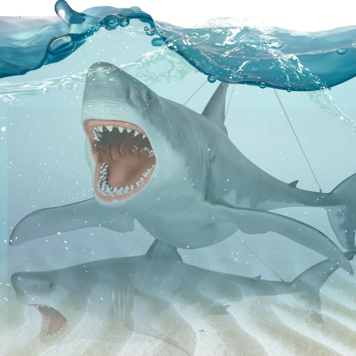 Natureworks Australia Great White shark 18ft - Hanging - Image 12