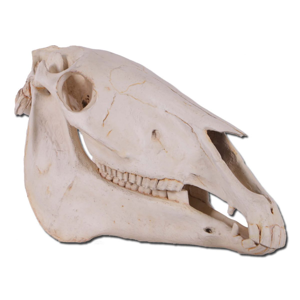 Horse Skull - Replica Sculptures