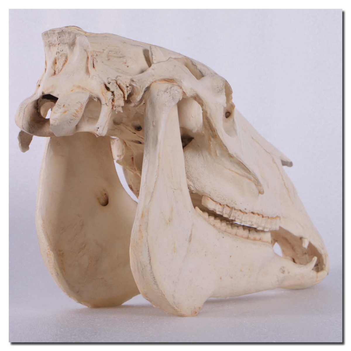 Horse Skull - Replica Sculptures