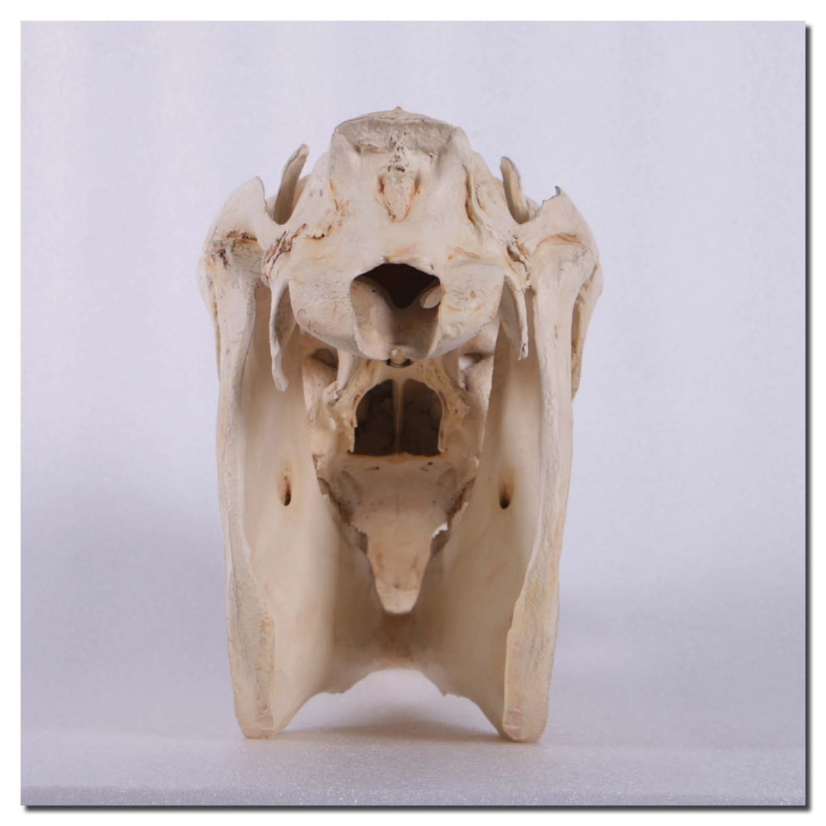 Natureworks Australia HorseSkullreplica life size