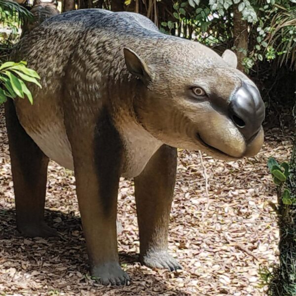 Diprotodon optatum - shown in the Garden at Natureworks front angle view