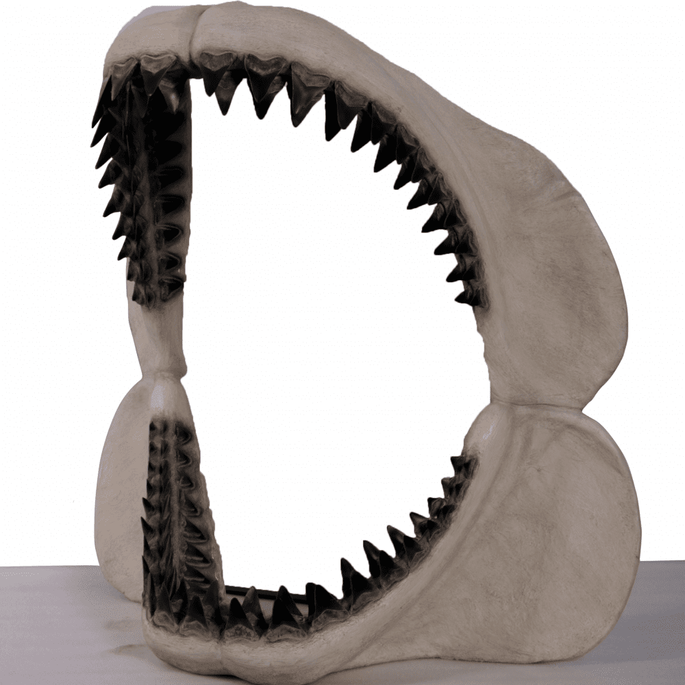 MegalodonJaw GiantPrehistoricSharksculpture