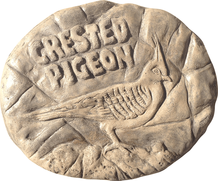Crested Pigeon Stepping Stone