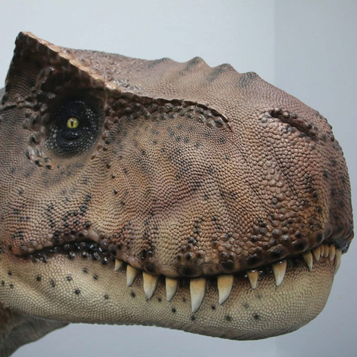 Natureworks Australia Tyrannosaurus Rex–Dinosaur - Head view looking right - 190136