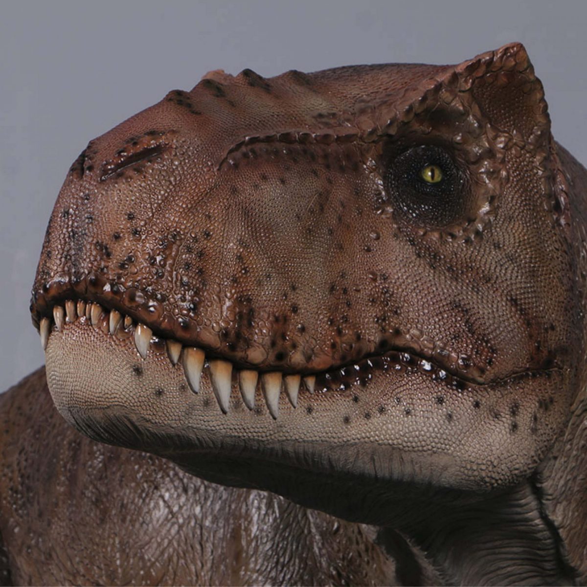 Natureworks Australia Close up of head detail TyrannosaurusRex - 190136