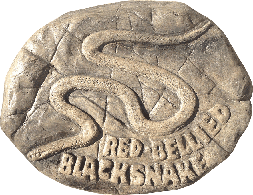 Red Bellied Black Snake Stepping Stone