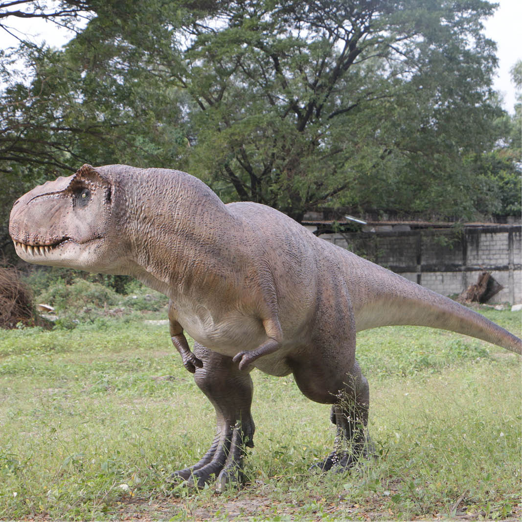 Natureworks Australia 190136 - Tyrannosaurus Rex Dinosaur- 152cm high - Brown finish - mouth closed- shown outside - with head turned to right