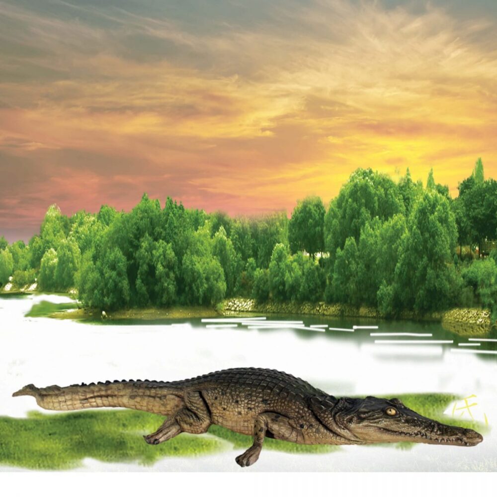 Crocodile pet hatchling 4ft long in a resting pose