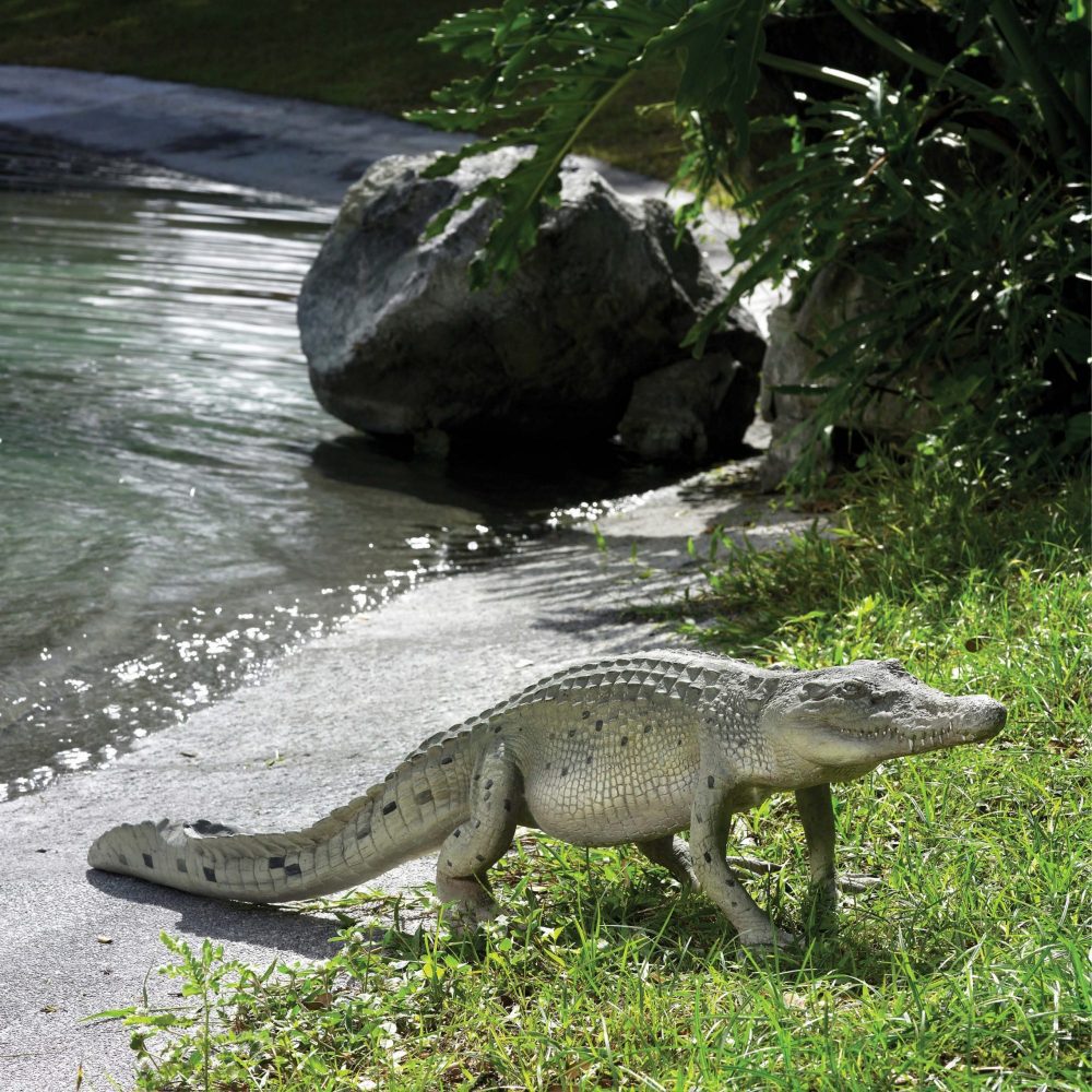 Crocodile 4ft walking - outside near creek