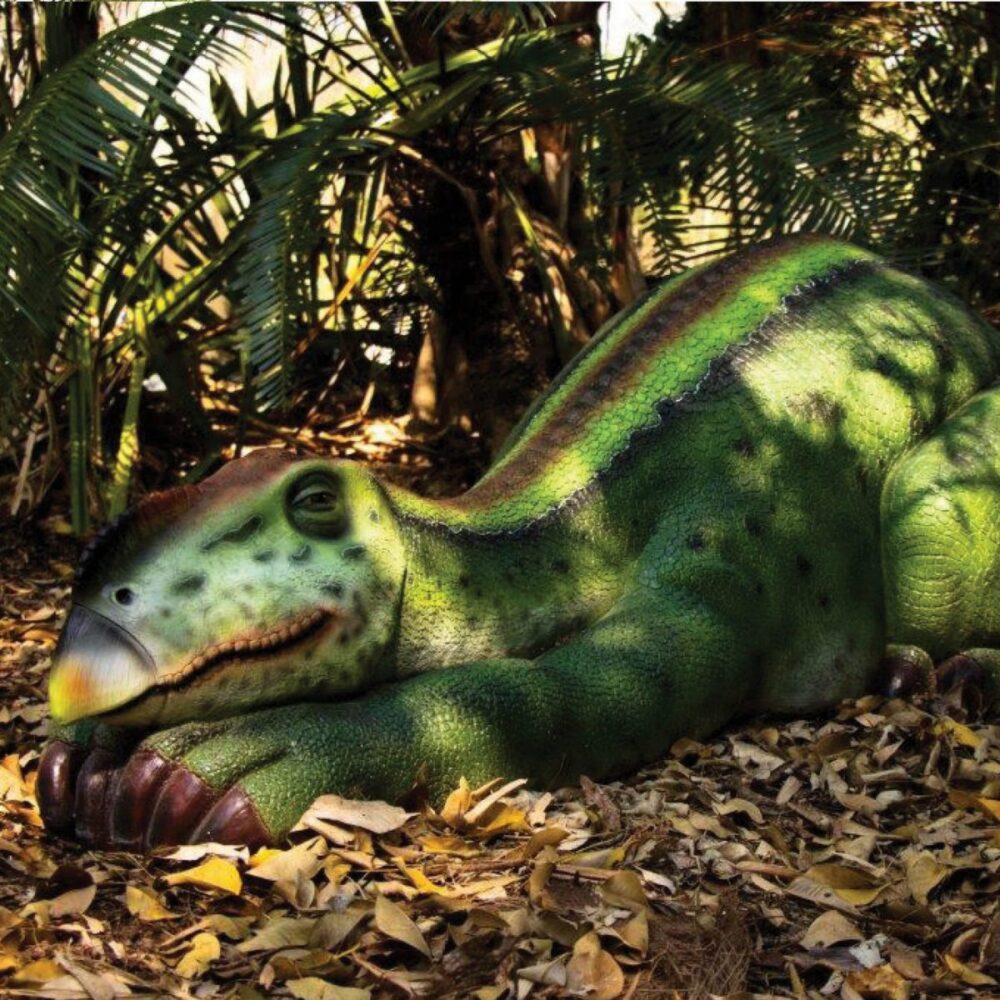 Muttaburrasaurus dinosaur sleeping – life-size replica – Australian