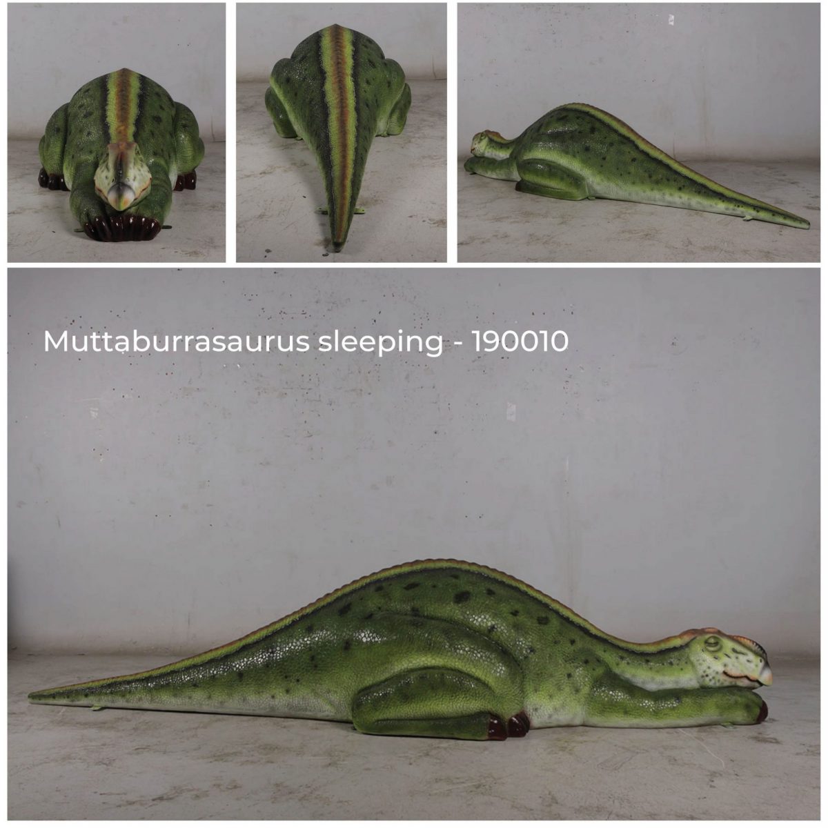 Natureworks Australia Muttaburrasaurus dinosaur sleeping – life-size replica – Australian