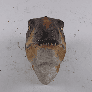 Natureworks Australia Rosewood Raptor_Dinosaur_Head and Neck only - Wall Decor -front view