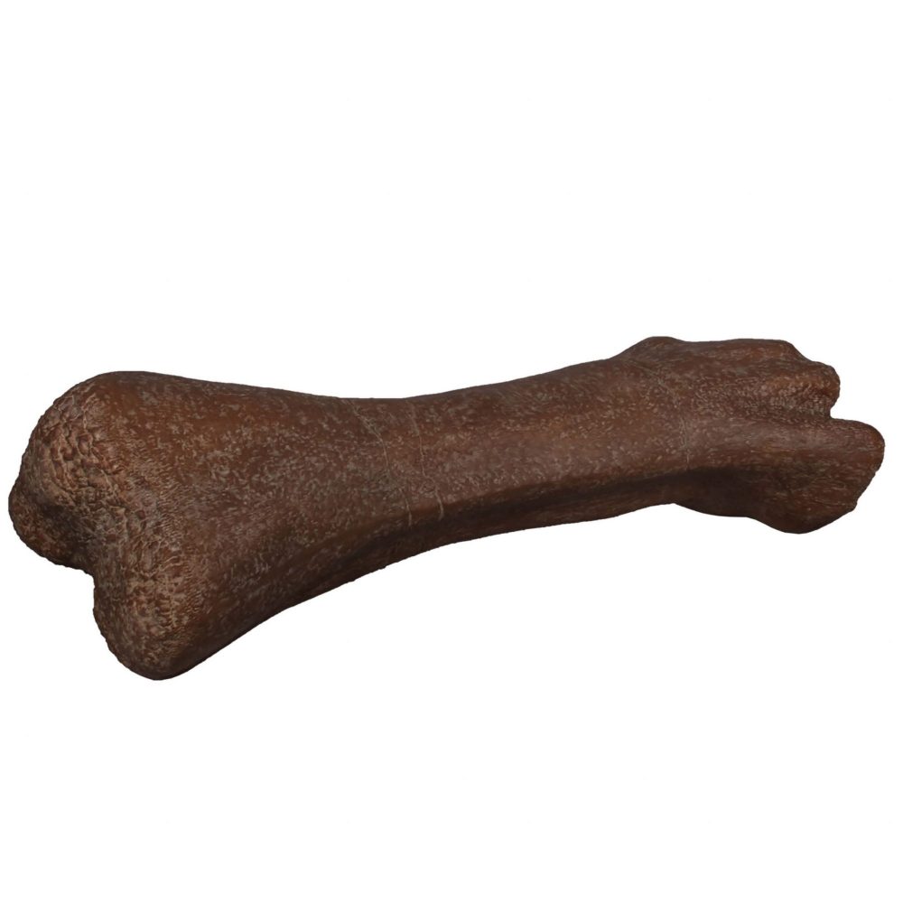 Titanosaur Dinosaur Fossil Femur Bone