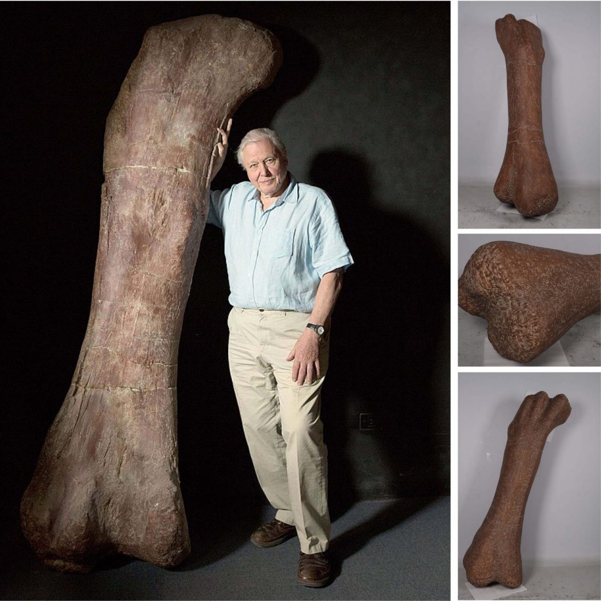 Natureworks Australia Titanosaur Dinosaur Fossil Femur Bone, shown with Sir David Attenborough