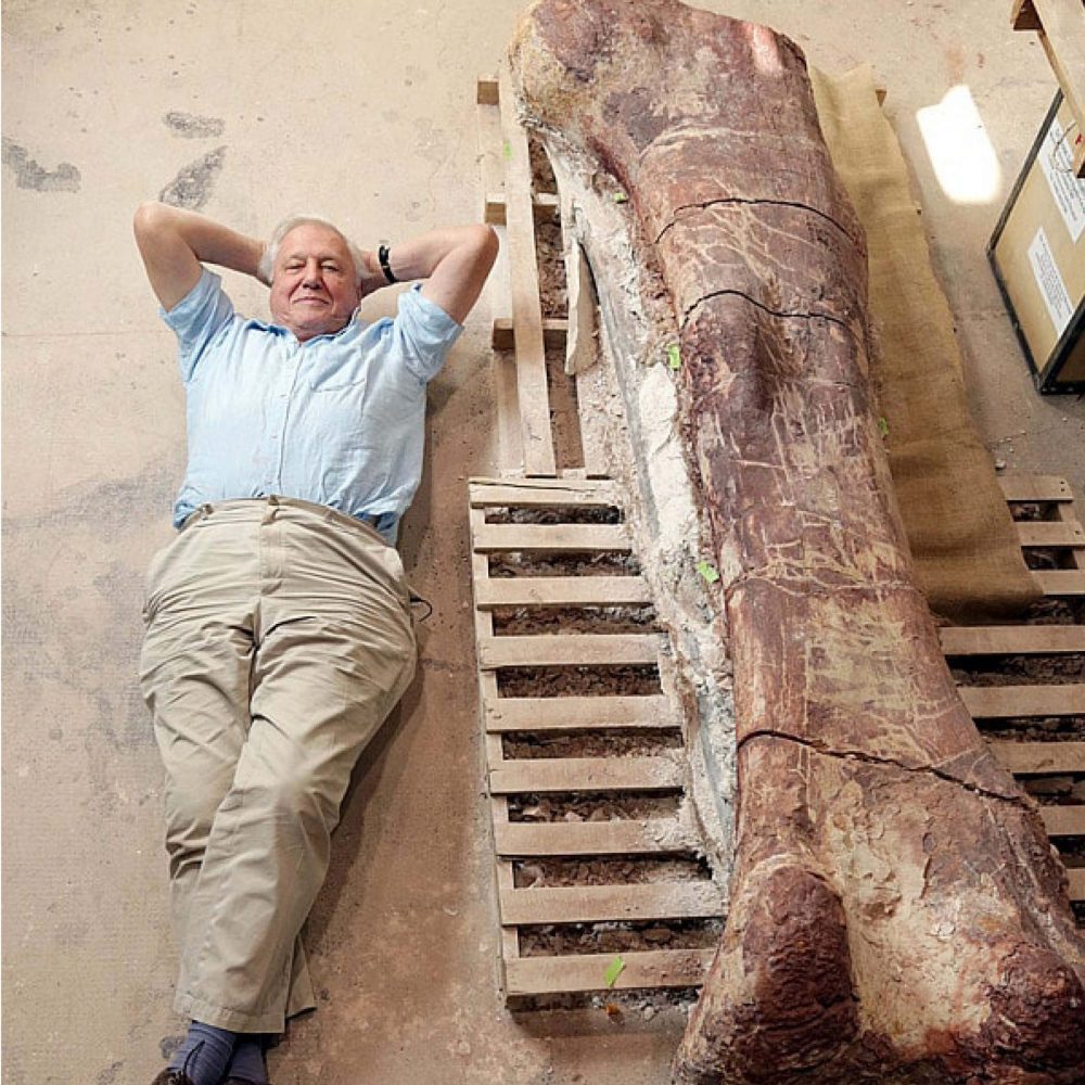 Titanosaur Dinosaur Fossil Femur Bone_with David Attenborough lying next to bone