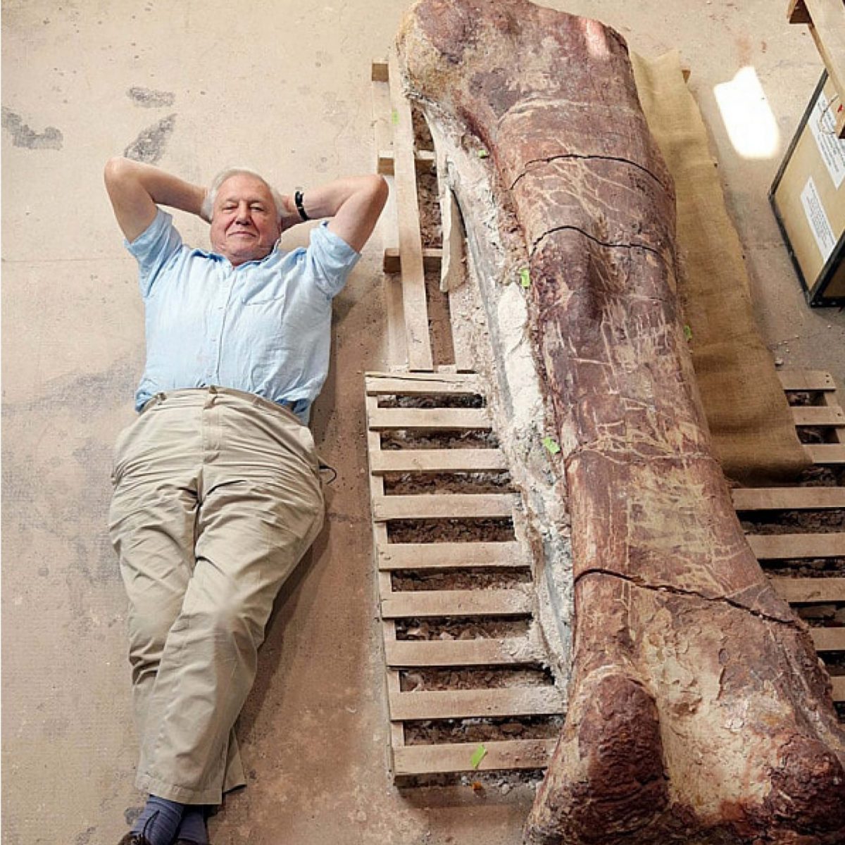 Natureworks Australia Titanosaur Dinosaur Fossil Femur fossil Bone with Sir David Attenborough lying next to bone to show scale