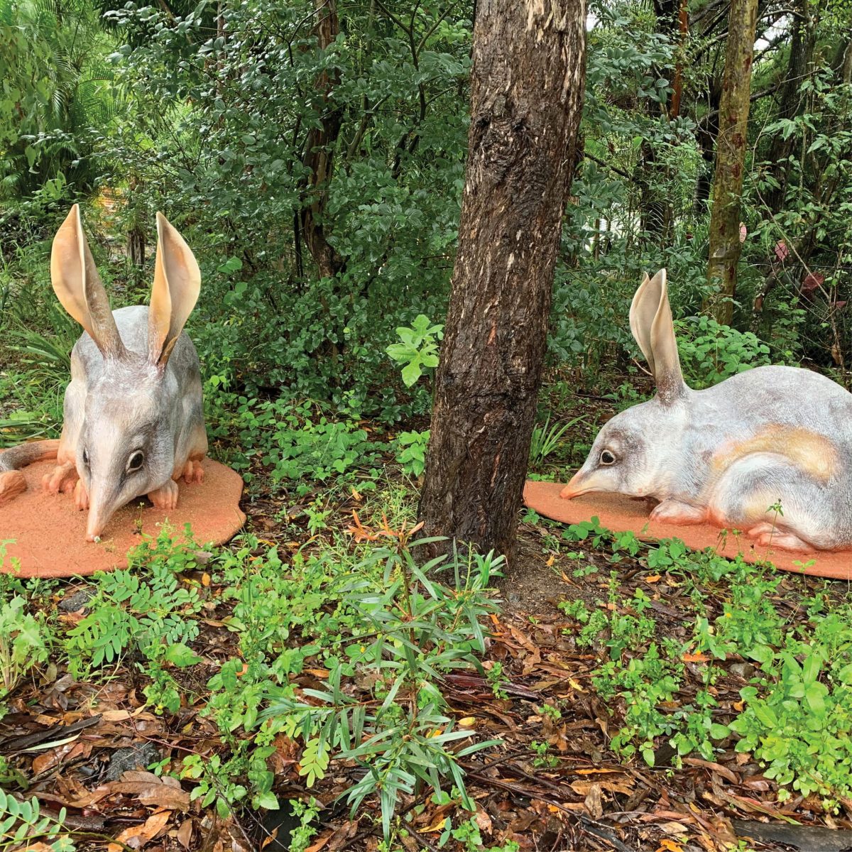 Natureworks Australia Bilby larger than life-size on base plate_Outside view