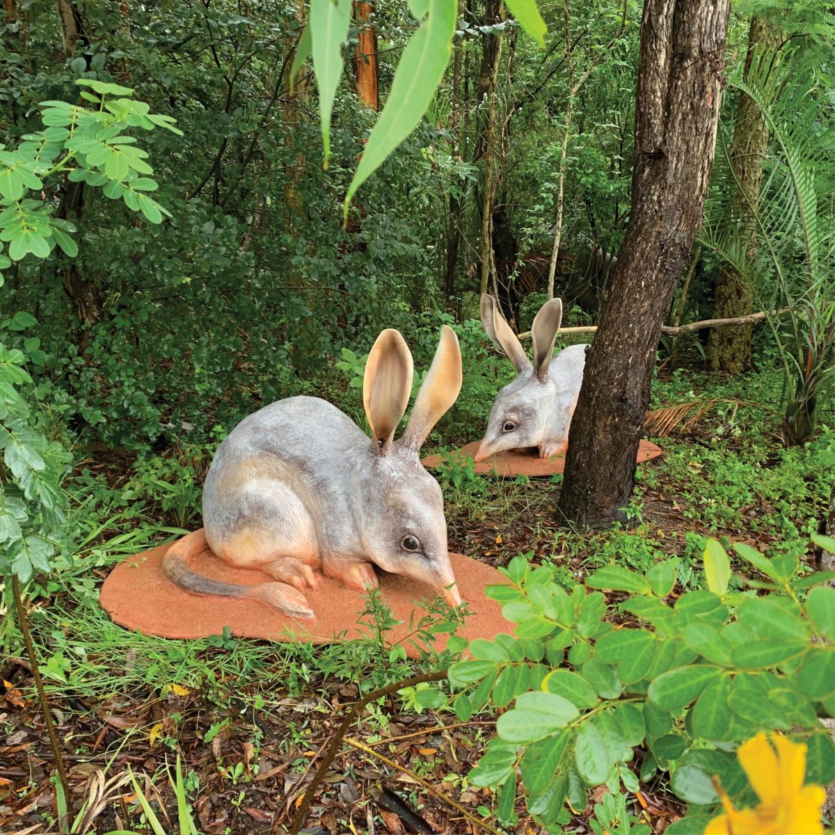 Natureworks Australia Bilby larger than life-size on base plate_Outside view