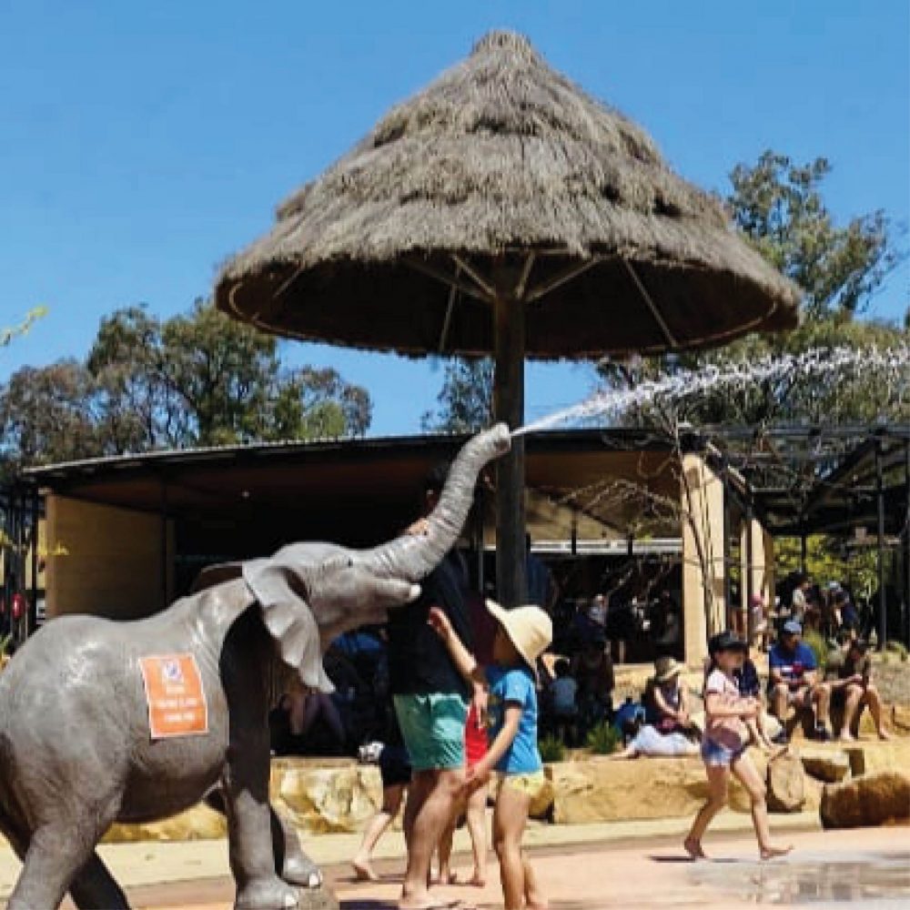 Elephant Spirting water at Dubbo Western Plains Zoo