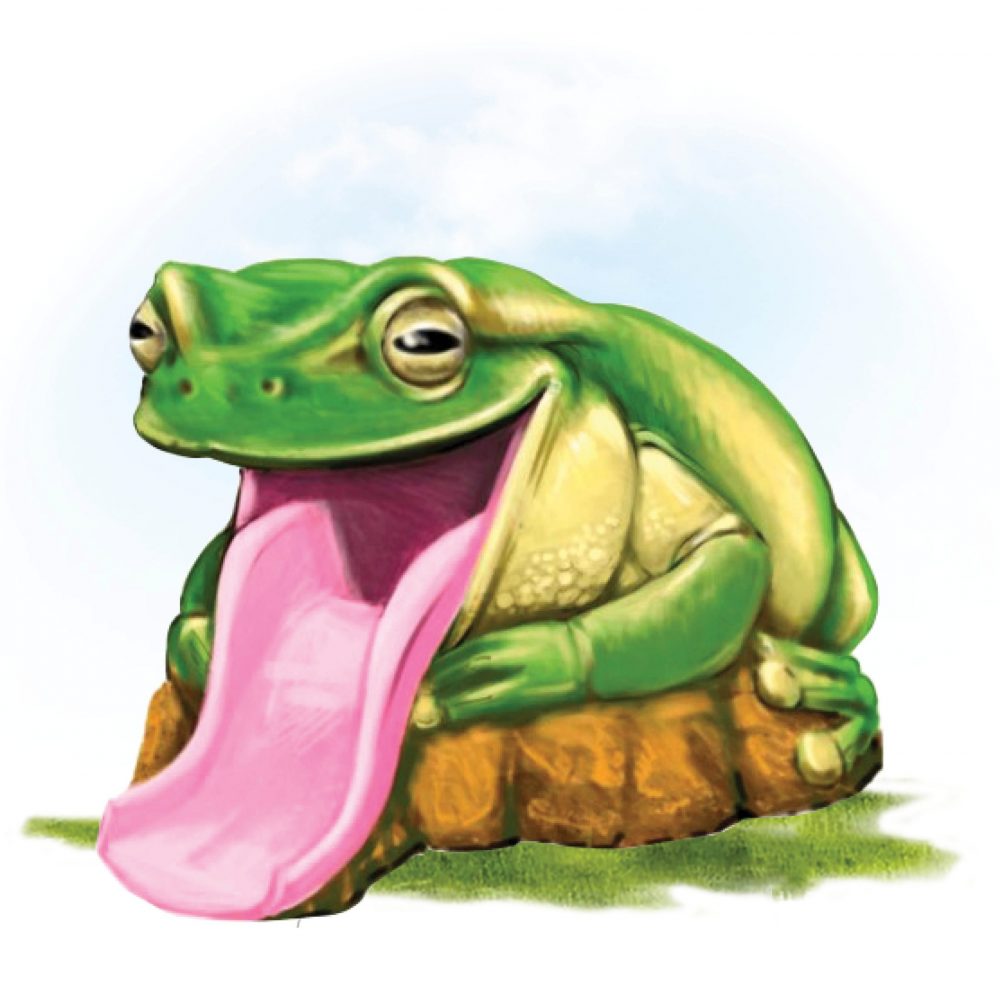 Frog Slide – Australian Green Tree Frog slide