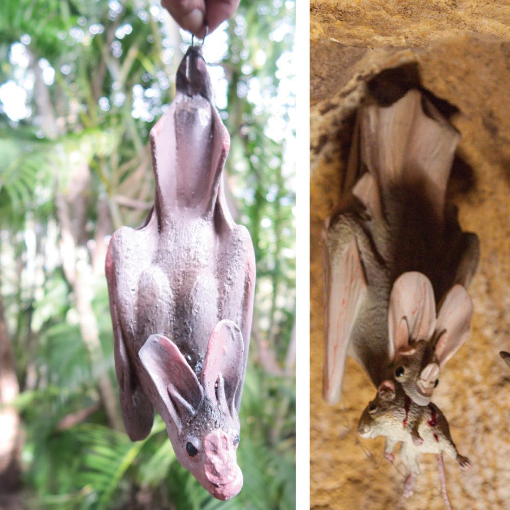 Ghost Bat - wings closed - hanging- shown in cave and hanging outside
