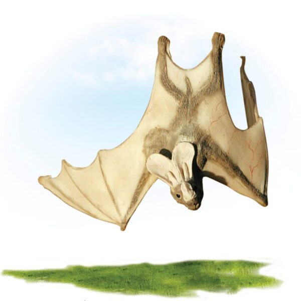 Ghost bat - hanging wings open - Creamy white colour