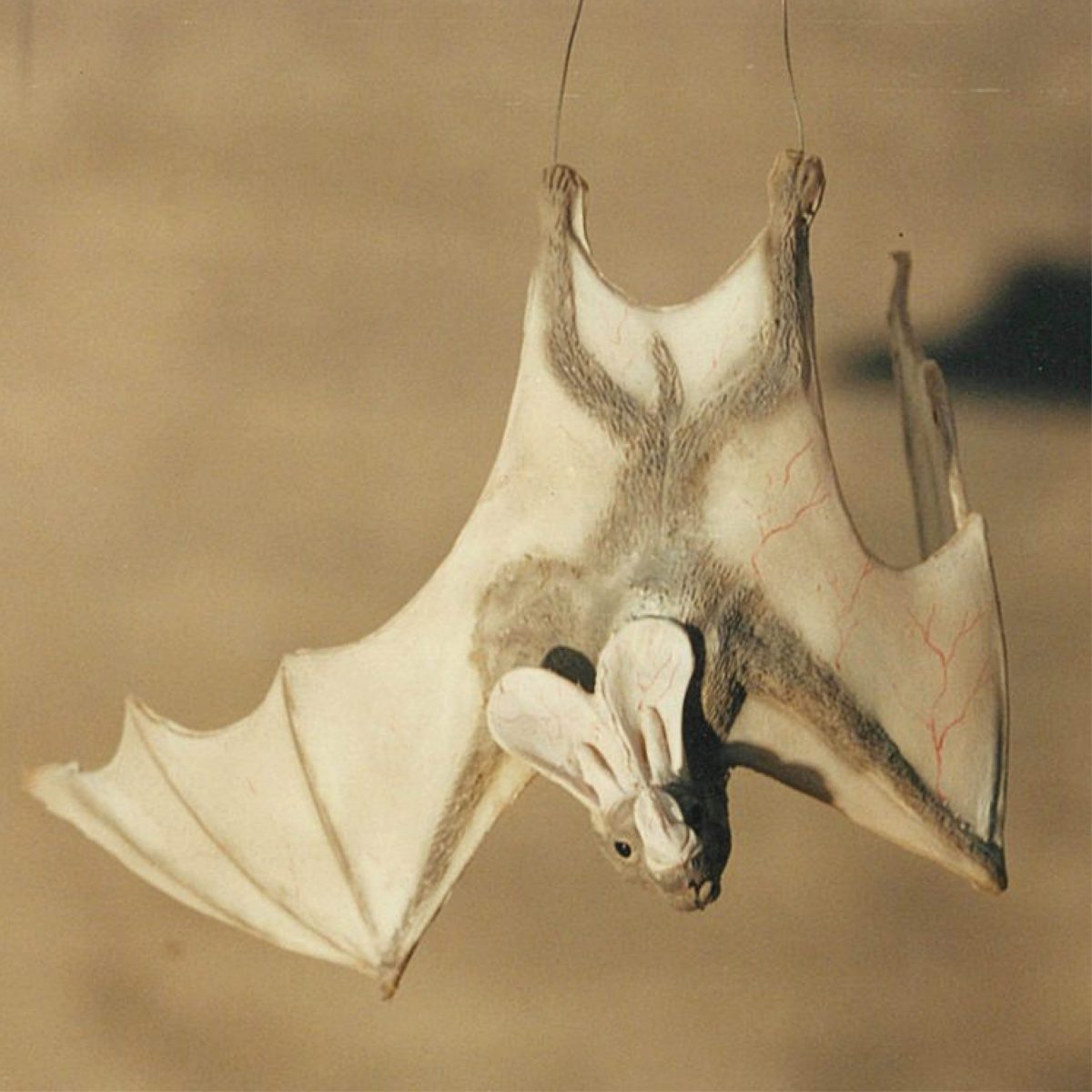 Natureworks Australia Ghost bat - hanging wings open - Creamy white colour_shown hanging with wire attached to feet