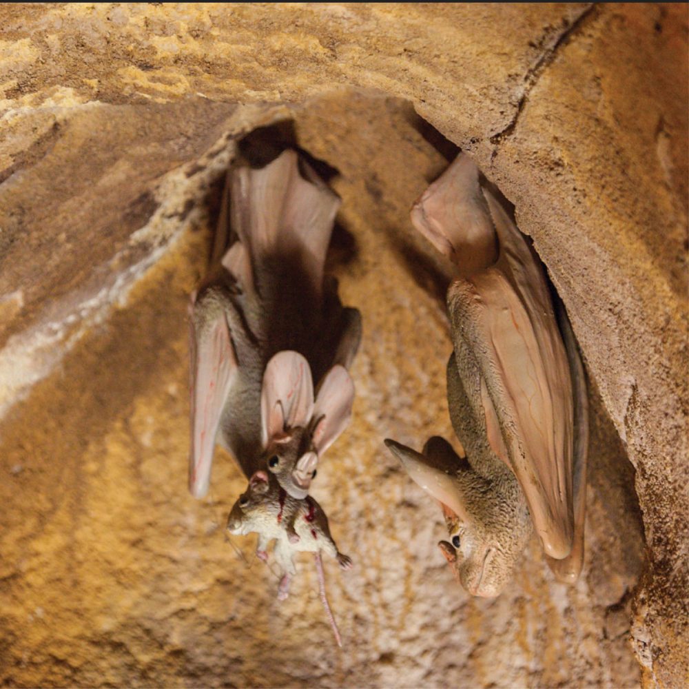 Ghost bat - hanging wings open - Creamy white colour_shown in cave exhibit