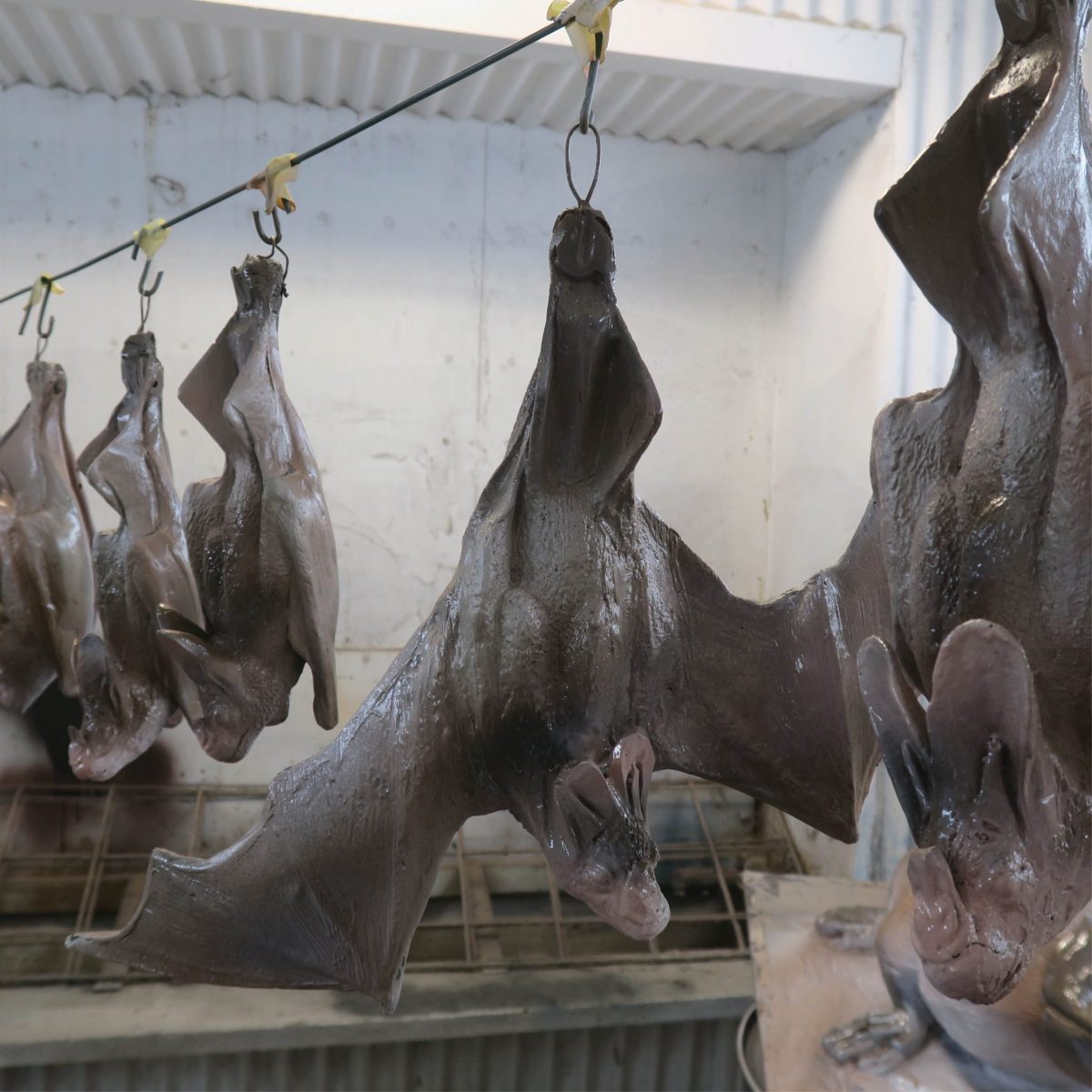 Natureworks Australia Ghost bat - hanging wings open - In production_shown a row hanging in workshop