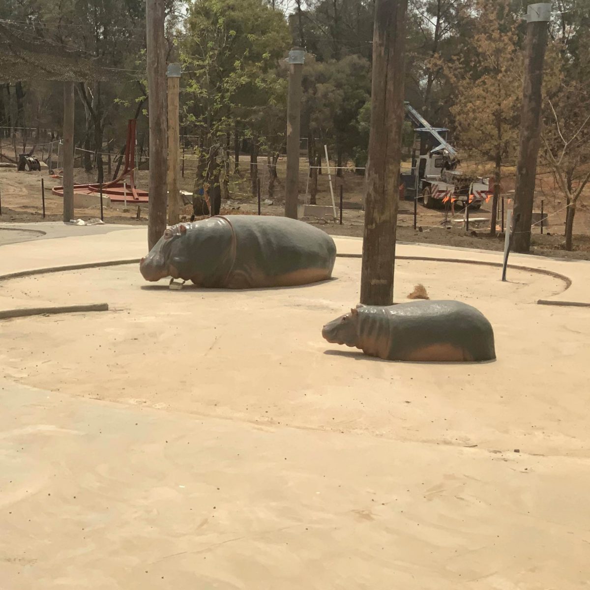 Natureworks Australia Hippopotamus Adult Wading_2.7m Long- Installed