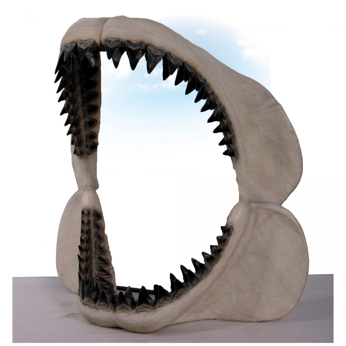 Natureworks Australia Megalodon Jaw Giant Prehistoric Shark Angle view Image scaled