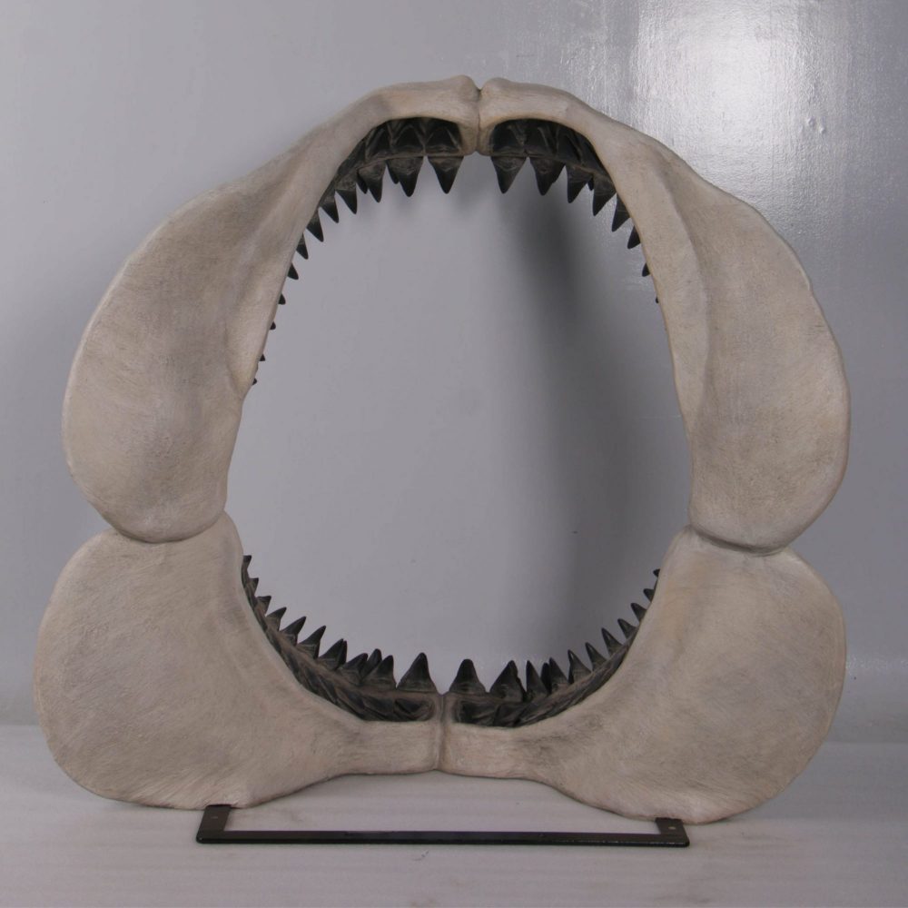 Rear View of Megalodon Shark Teeth