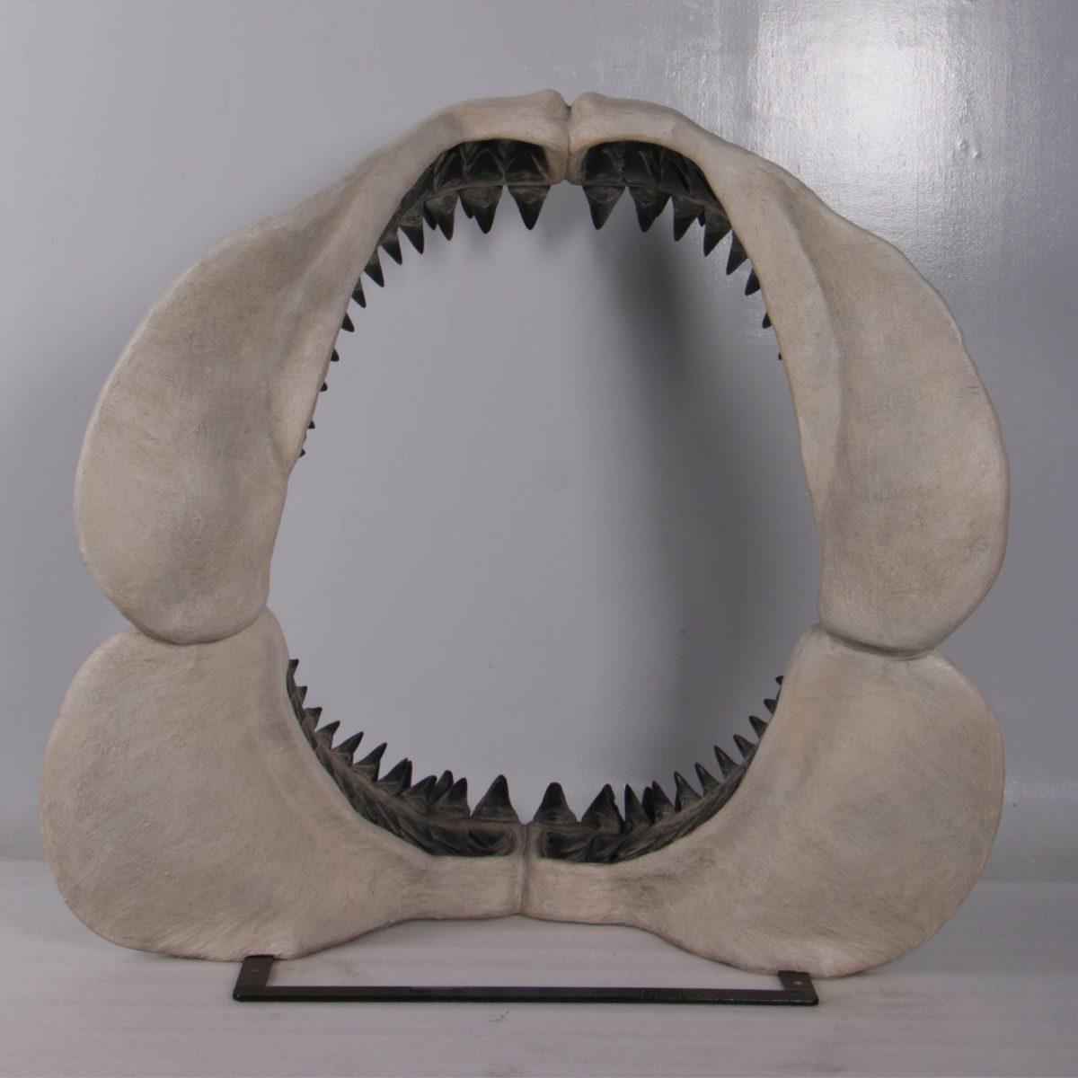 Natureworks Australia Rear View of Megalodon Shark Teeth