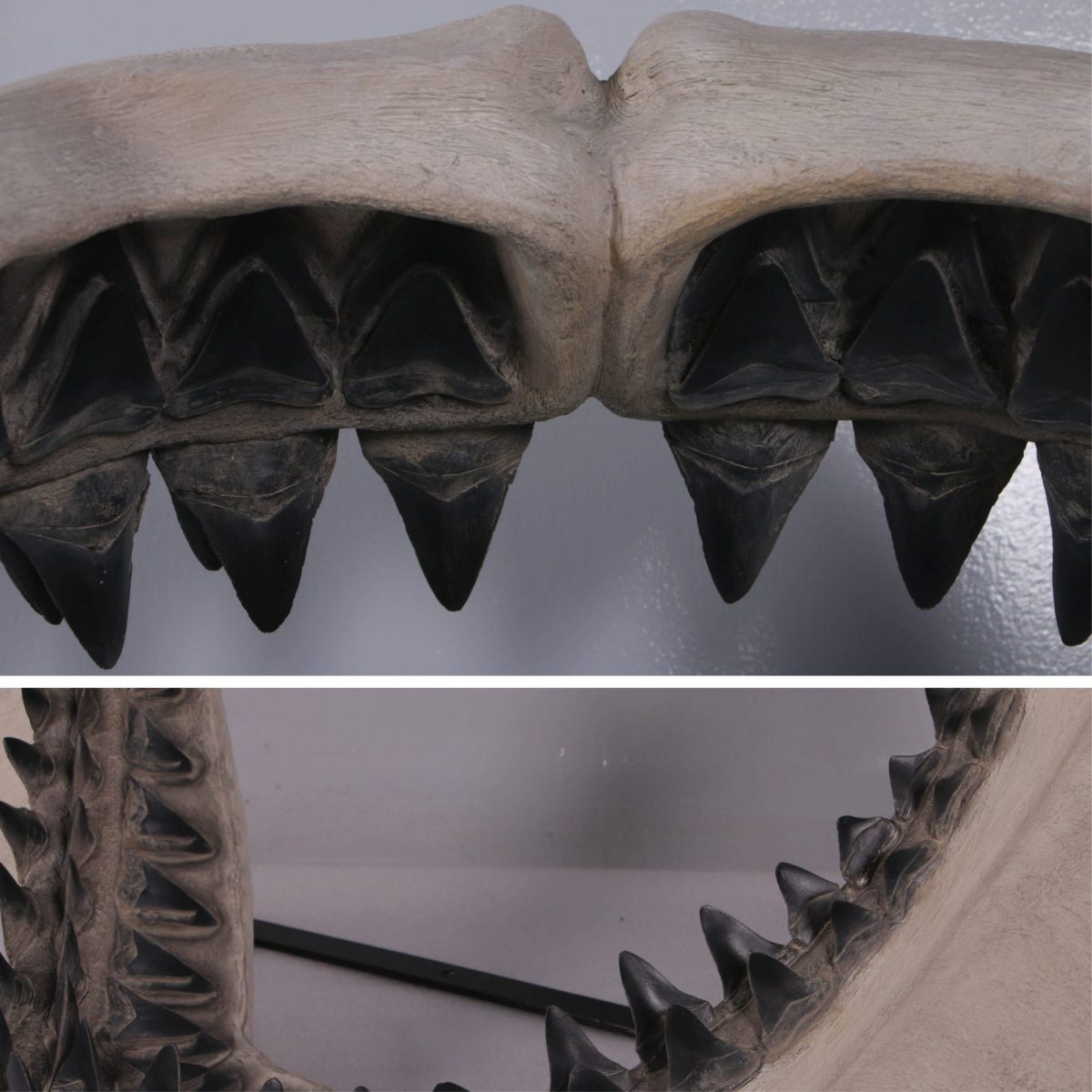 Natureworks Australia Close up of the sharp teeth Giant Prehistoric Megalodon shark teeth replica