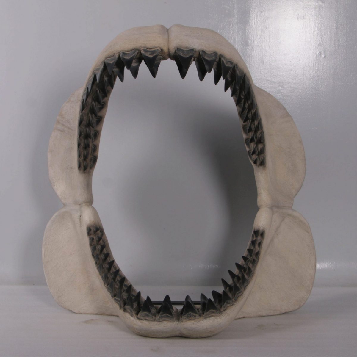 Natureworks Australia Megalodon Jaw Giant Prehistoric Shark front view Image scaled