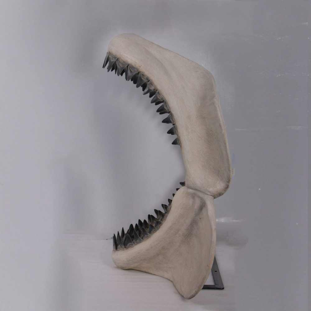 Side View of Giant Prehistoric Megalodon shark teeth replica