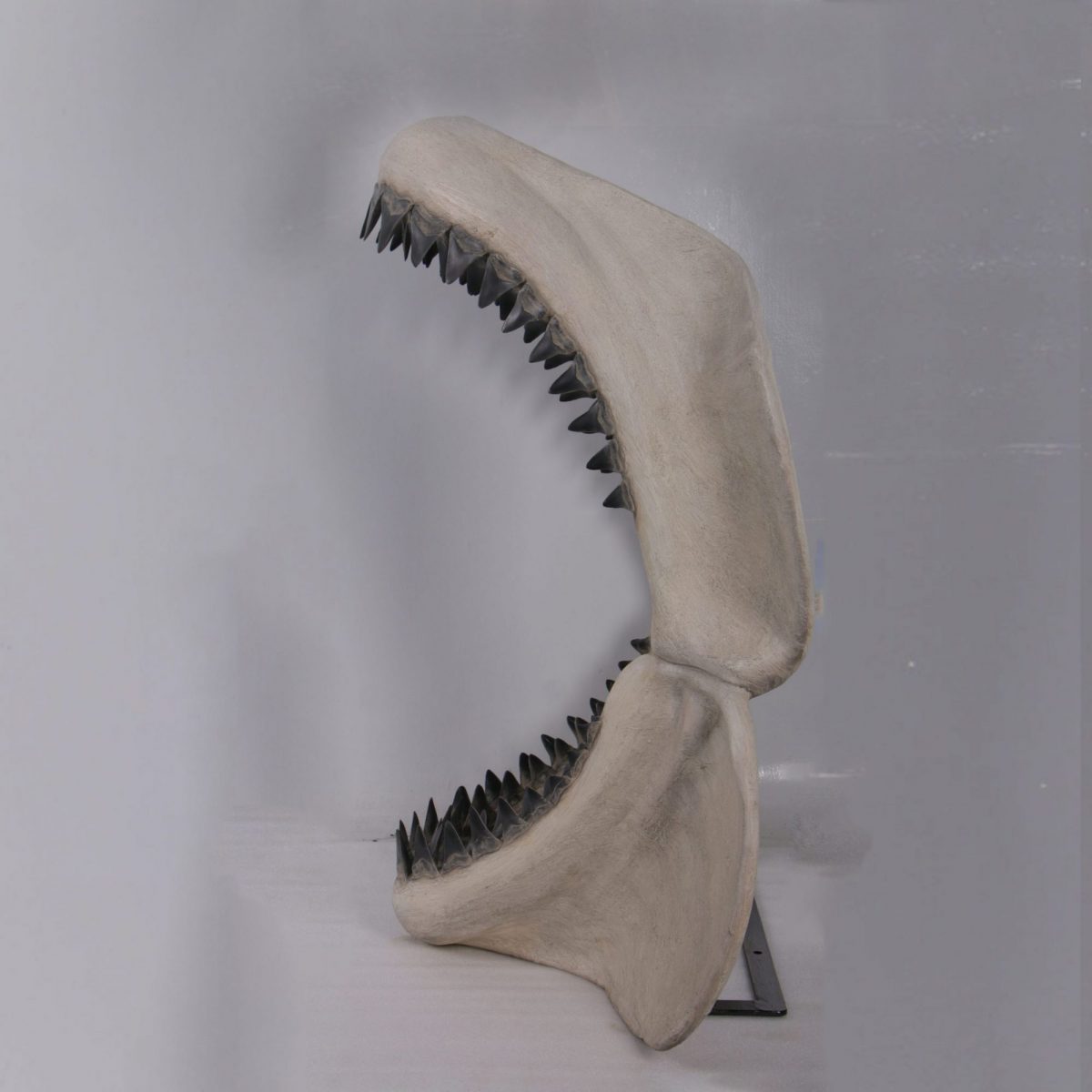Natureworks Australia Side View of Giant Prehistoric Megalodon shark teeth replica