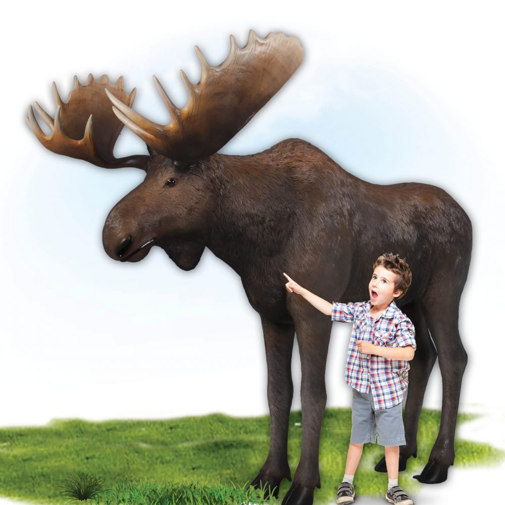 Moose standing - Life-size_brown with antlers- forest animal