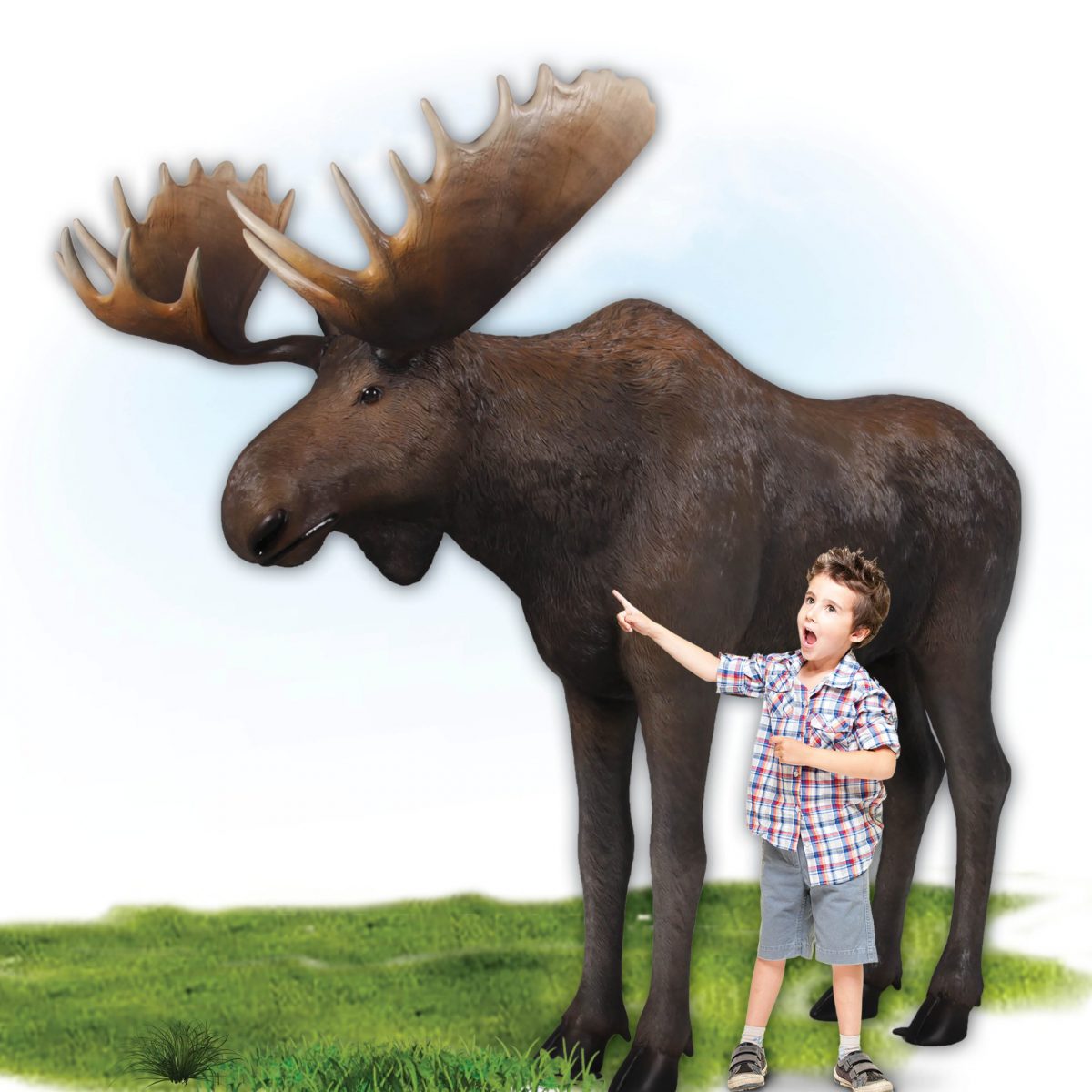 Natureworks Australia Moose standing - Life-size_brown with antlers- forest animal